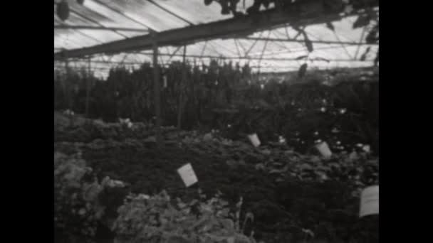Mantova Italy March 1963 Greenhouse Plants Nursery Scene 60S — 图库视频影像