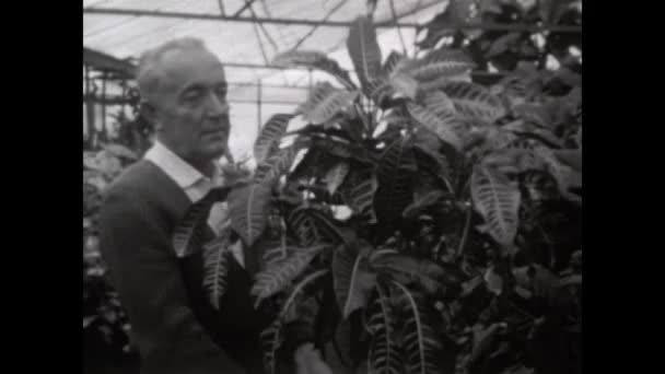 Mantova Italy March 1963 Greenhouse Plants Nursery Scene 60S — Vídeo de Stock