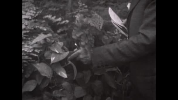 Mantova Italy March 1963 Greenhouse Plants Nursery Scene 60S — Vídeo de Stock