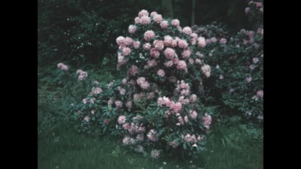 Parijs Frankrijk Mei 1954 Bloeiende Struiken Tuin Jaren — Stockvideo