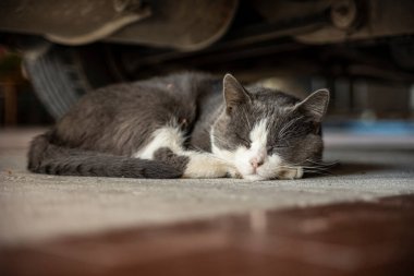 Araba sahnesinin altında kedi uyuyor. Evcil kedi evin içinde arabanın altında uyuyor.