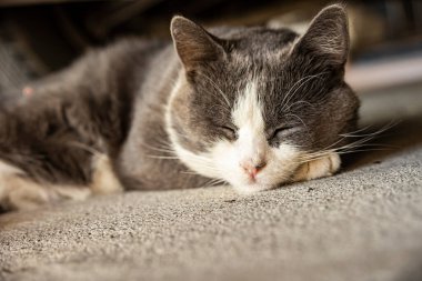 Cute Gray Domestic Cat sleep on the floor - Domestic cat portrait close up shot