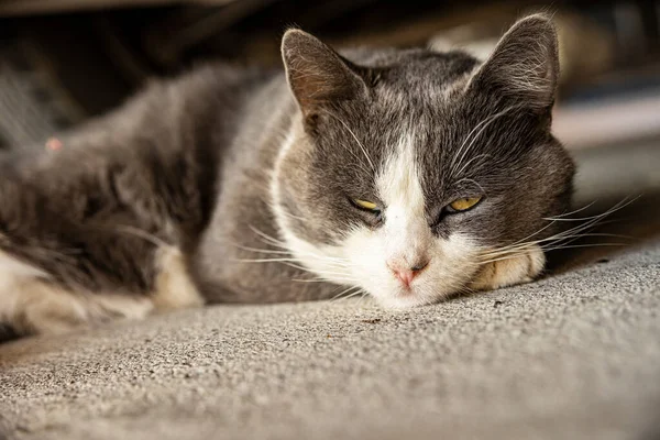 Cute Gray Domestic Cat Sleep Floor Domestic Cat Portrait Close — Stockfoto