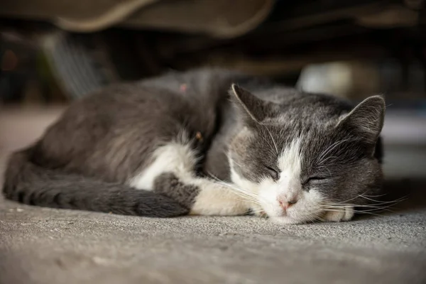 Cat sleep under the car scene - cute domestic cat sleep indoor under a car