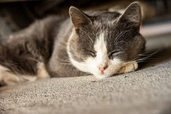 Милий Сірий Домашній Кіт Спить Підлозі Домашній Портрет Кішки Крупним — стокове фото
