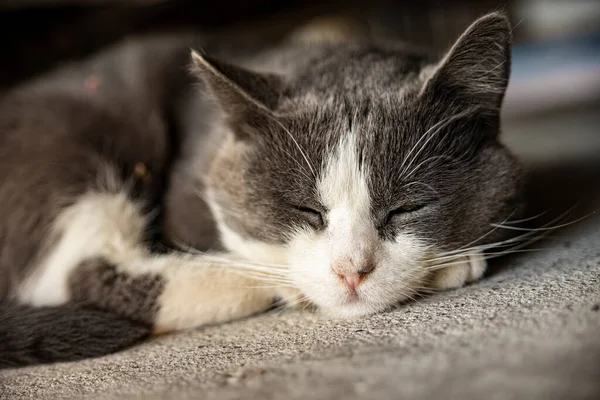 Şirin Gri Kedisi Yerde Uyuyor Kedisi Portresi Yakın Çekim — Stok fotoğraf