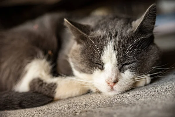 Cute Gray Domestic Cat Sleep Floor Domestic Cat Portrait Close — Fotografia de Stock