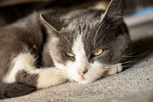 Roztomilý Šedá Domácí Kočka Spánek Podlaze Domácí Kočka Portrét Zblízka — Stock fotografie
