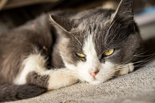 Милий Сірий Домашній Кіт Спить Підлозі Домашній Портрет Кішки Крупним — стокове фото