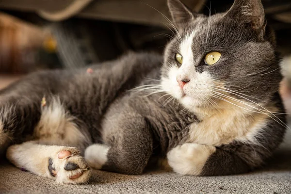 Cute Gray Domestic Cat Sleep Floor Domestic Cat Portrait Close —  Fotos de Stock