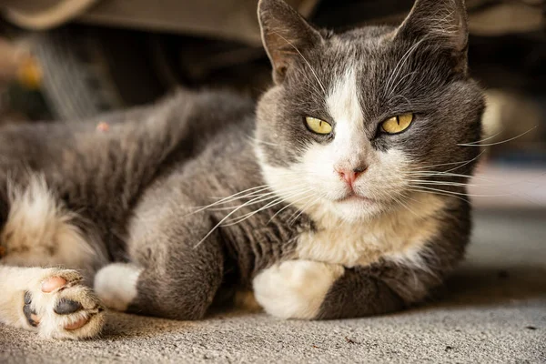 Schattig Grijs Huiskat Slapen Vloer Domestic Kat Portret Close Schot — Stockfoto