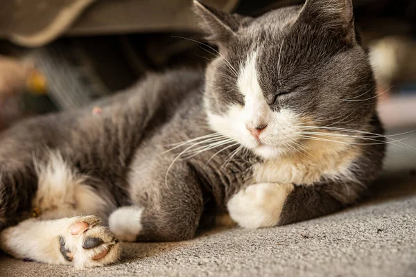 Cute Gray Domestic Cat Sleep Floor Domestic Cat Portrait Close —  Fotos de Stock