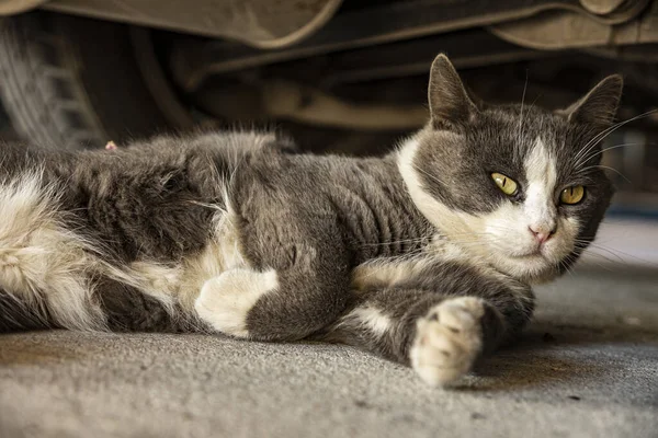 Cute Gray Domestic Cat Sleep Floor Domestic Cat Portrait Close — Stockfoto