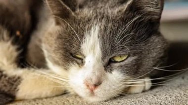 Şirin Gri Ev Kedisi Yerde Uyuyor - Ev kedisi portresi Yakın çekim