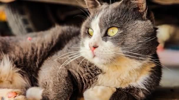 Cute Gray Domestic Cat Dormir Chão Retrato Gato Doméstico Close — Vídeo de Stock