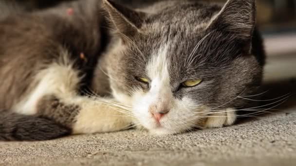 Cute Gray Domestic Cat Sleep Floor Domestic Cat Portrait Close — 비디오
