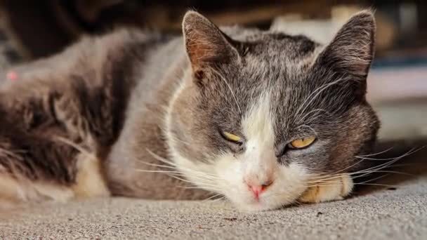 Cute Gray Domestic Cat Dormir Chão Retrato Gato Doméstico Close — Vídeo de Stock