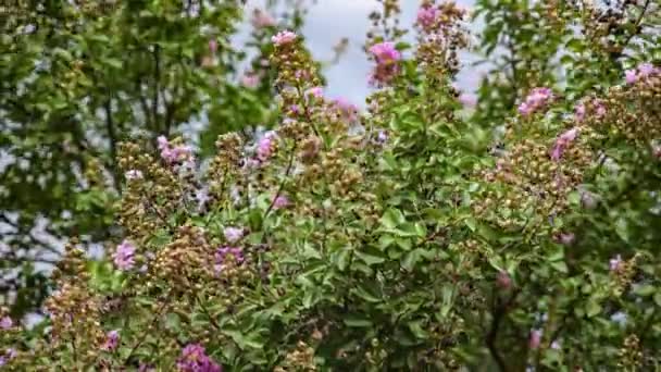 Wind Strongly Sways Birch Branches Green Leaves Gray Stormy Sky — Stockvideo