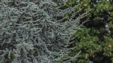 Pine tree detail in summer season