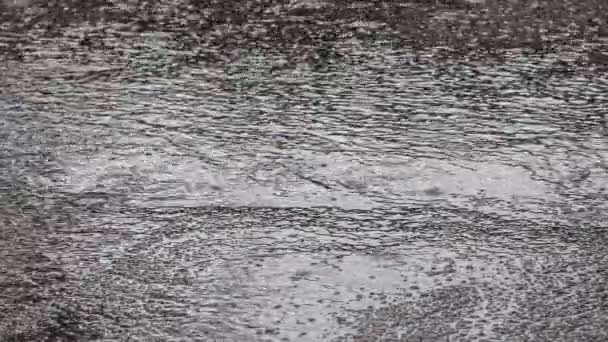 Close Drops Summer Autumn Rain Water Fall Asphalt City — Stockvideo