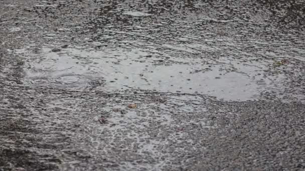 Крупним Планом Краплі Літнього Або Осіннього Дощу Води Падають Асфальт — стокове відео