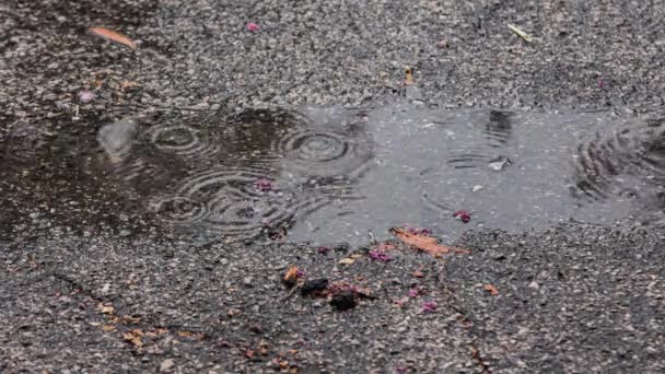 Close Drops Summer Autumn Rain Water Fall Asphalt City — Vídeos de Stock