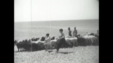 Catanzaro, Italy august 1962: Playful local kids take flock of goat to the beach in 60s