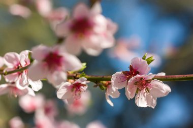 Baharda bir şeftali ağacının çiçek ayrıntıları.