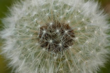 Bir Taraxacum çiçeğinin faz kızıltestisinde büyültülmesi.