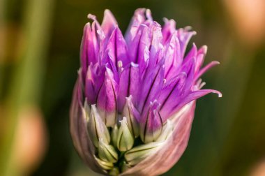 Çimen bitkisi soğanı (Allium schoenoprasum) çiçekleri. Bu çiçeğin parlak renkteki taç yapraklarının ayrıntıları.