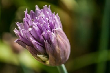 Çimen bitkisi soğanı (Allium schoenoprasum) çiçekleri. Bu çiçeğin parlak renkteki taç yapraklarının ayrıntıları.