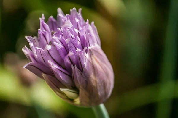 풀에서 Allium Scholenoprasum 색깔을 꽃잎의 — 스톡 사진