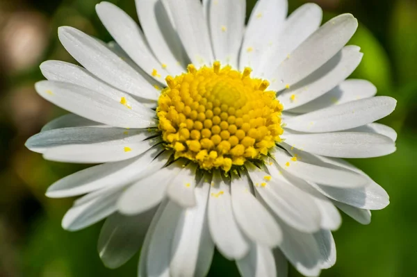 Enlarged Section Daisy Flower Explosion Color Details Common Flower Italian — Stockfoto