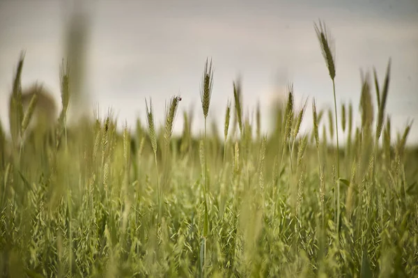 Колосся Пшениці Сфері Вирощування Сільського Господарства Італії — стокове фото