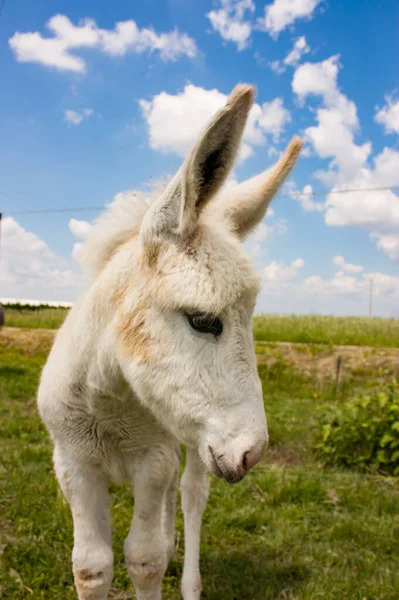 Donkey Typical Italian Farm — Stock Photo, Image