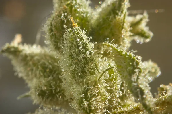Inflorescence of marijuana with a very high level of enlargement where you can see the resin crystals produced in its flowering phase.