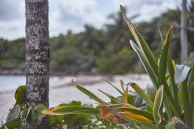Meksika 'da Xpu-Ha sahilinde doğal olarak yetişen bir aloe vera bitkisinin ayrıntıları..