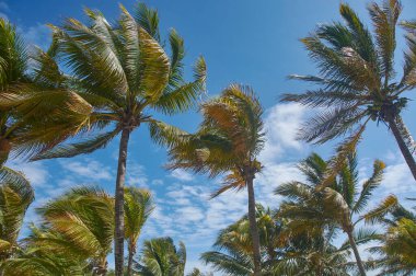 Meksika 'da Xpu-Ha plajında rüzgarda savrulan hindistan cevizi palmiyeleri manzarası