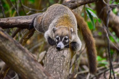 Koati örneği (Nasua narica), yaşadığı tropik ormanda ağaçlara tırmandı..