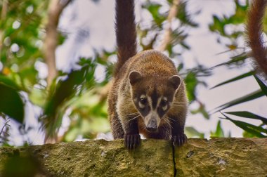 Koati örneği (Nasua narica), yaşadığı tropik ormanda ağaçlara tırmandı..