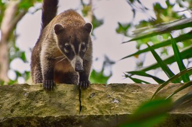 Koati örneği (Nasua narica), yaşadığı tropik ormanda ağaçlara tırmandı..