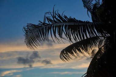 Palmiye ağaçlarının silueti Meksika 'daki Xpu-Ha plajında muhteşem bir günbatımının arka planına karşı..