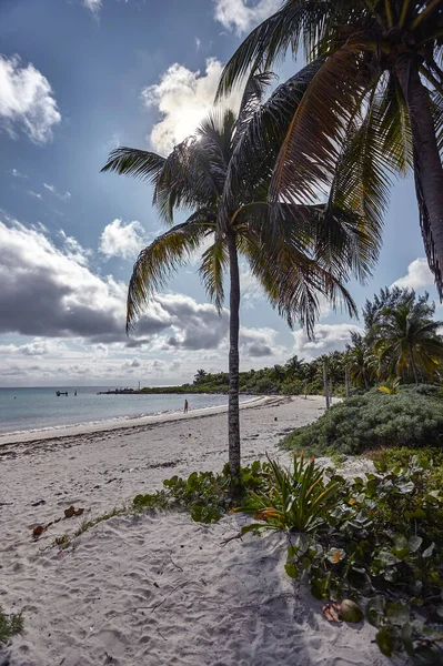 Palmiers Végétation Poussent Naturellement Sur Plage Libre Naturelle Xpu Mexique — Photo