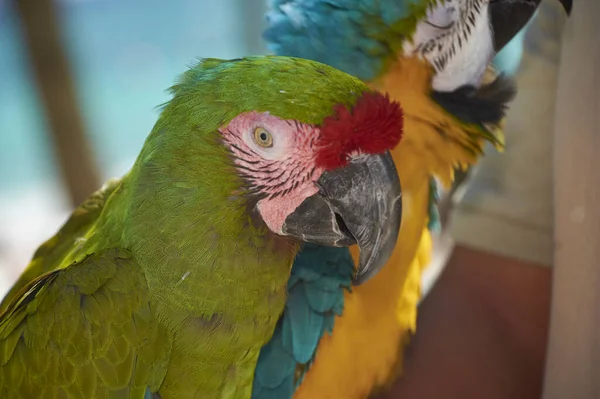 Portrait Colorful Parrot Guacamaya Mexico — Zdjęcie stockowe