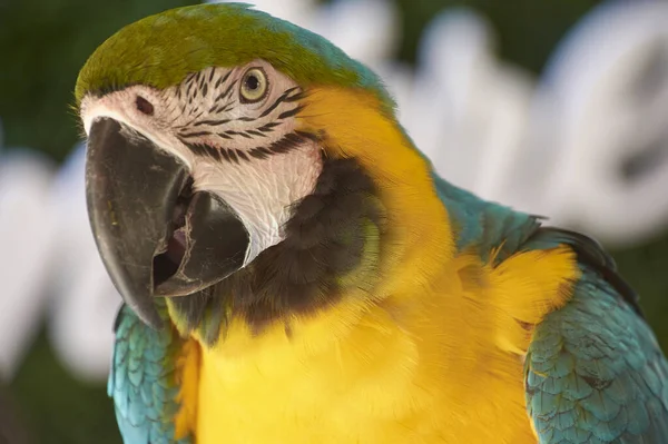 Portrait Colorful Parrot Guacamaya Mexico — Fotografia de Stock
