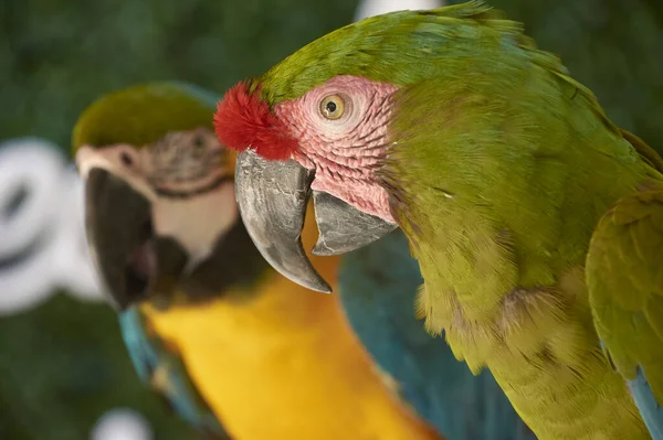 Portrait Colorful Parrot Guacamaya Mexico — Fotografia de Stock