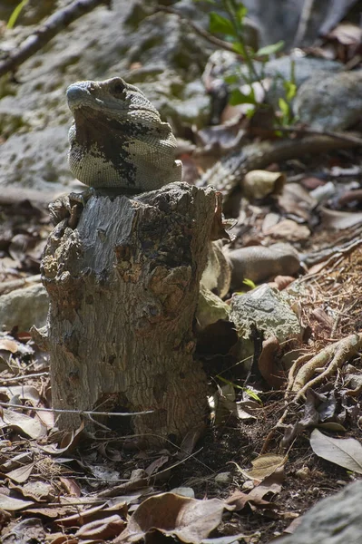 Specimen Green Iguana Its Natural Habitat Resting Wooden Trunk Glimpse — Stock Photo, Image