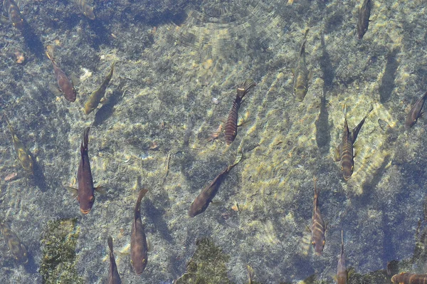 Bovenaanzicht Van Vissen Zwemmen Het Water Boven Rotsachtige Bodem Een — Stockfoto