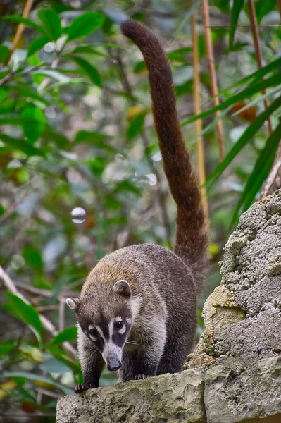Exemple Coati Nasua Narica Plongé Dans Forêt Tropicale Vit Grimpant — Photo