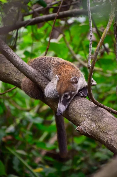 Ejemplar Coati Nasua Narica Inmerso Bosque Tropical Donde Vive Trepando — Foto de Stock